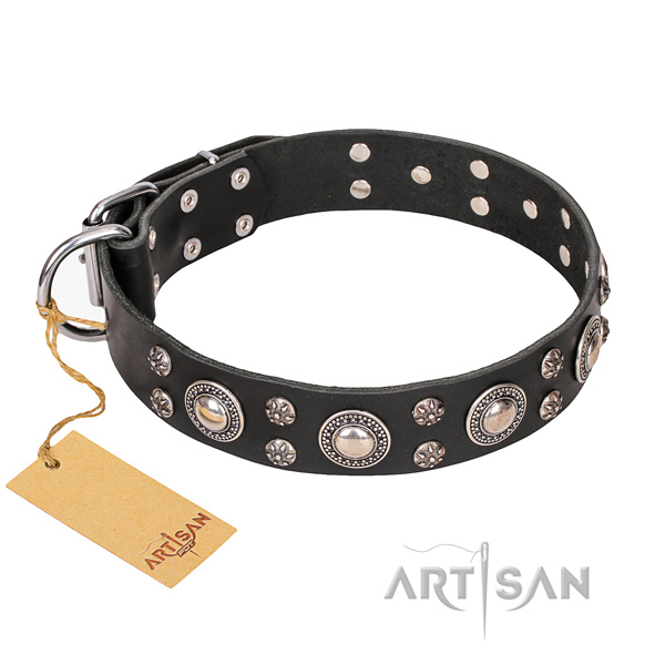 Fancy walking dog collar of high quality full grain natural leather with studs