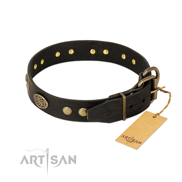 Corrosion proof studs on leather dog collar for your pet