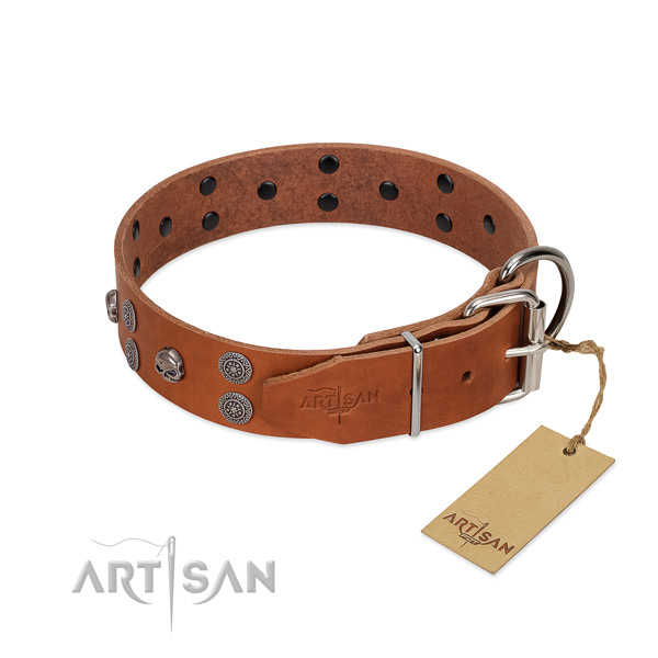 Quality full grain leather dog collar with adornments for daily walking
