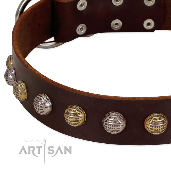 Corrosion proof fittings on leather collar for fancy walking your four-legged friend